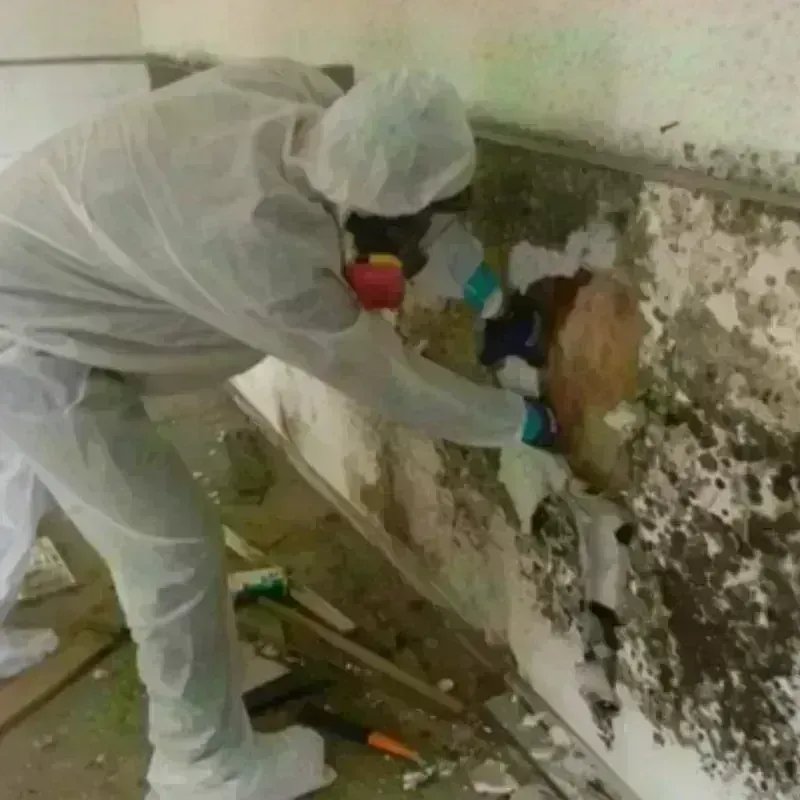 Mold Remediation and Removal in Mount Vernon, IN